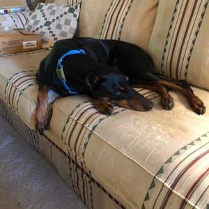 Meet your Posher, Carol